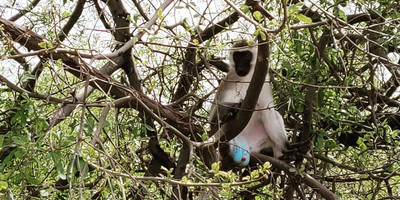 Tarangire day trip - Photo 1