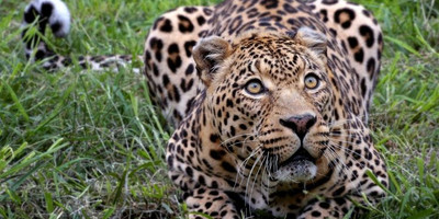 One day joining tanzania safari lake manyara national park with burigi chato safari co l.t.d - Photo 4