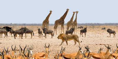 3 Days Etosha National Park Tour - Photo 6