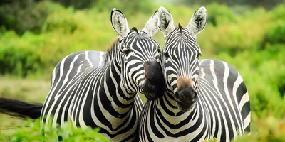 8 days kenya road safari wildlife tours l kenya lodge safaris - Photo 5