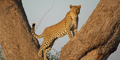 3 day tanzania camping safari - Photo 7