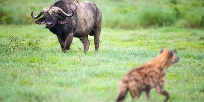 3 days maasai mara fly-in package - Photo 7
