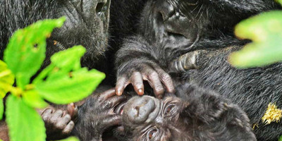 Gorilla bwindi impenetrable safari - Photo 5