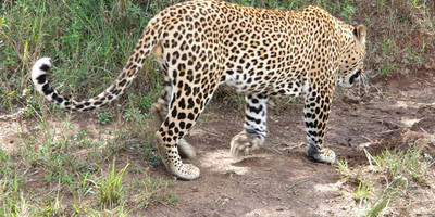 3 days 2 nights masai mara joining safari from nairobi - Photo 4