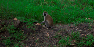 2 days tanzania lodge ( luxury) safari - Photo 11