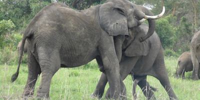 4days /3night selous game reserve - Photo 1