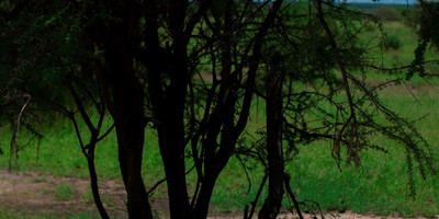  two 2 days mid-range tarangire, ngorongoro crater - Photo 5