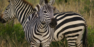 2- days tarangire & ngorongoro tanzania safari - Photo 1