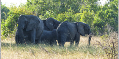 6 days serengeti migration safari in may-june - Photo 9