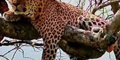 8 days africa safari vacation packages l kenya lodge safaris - Photo 2
