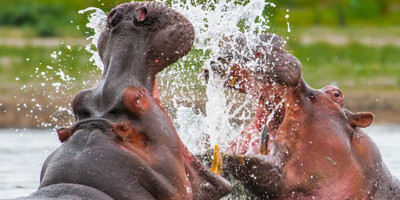 3 day murchison falls and big 5 safari - Photo 1