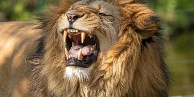 4 days tanzania sharing safari tour - Photo 5