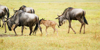 7 Day Great Migration Classic Tanzanian Safari - Photo 5