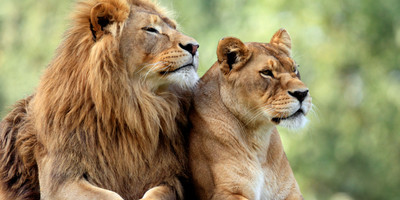 5 days living among the lions of serengeti-by sassabi expeditions - Photo 1