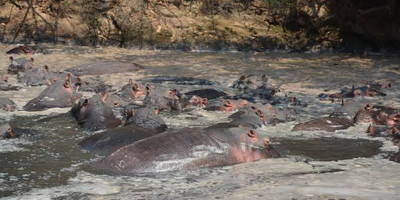 Katavi mahale & gombe spectacular tanzania tented safaris - Photo 2