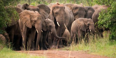 2 days akagera national park wildlife safari - Photo 1