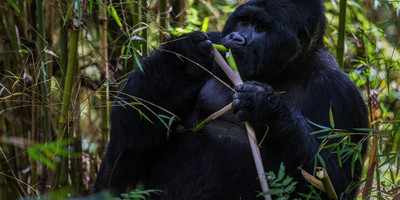 3 day gorilla trekking safari - Photo 1