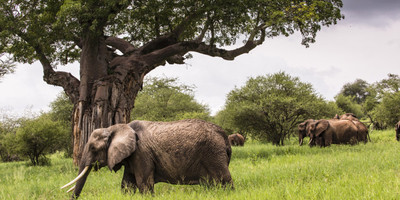 4 days tanzania safari - Photo 4
