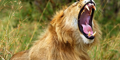 4 days kenya family holiday safari package - Photo 2