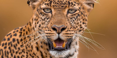 6 day tanzania camping safari - Photo 5