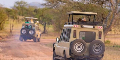 Six days lion and gorilla trekking safari in uganda - Photo 1