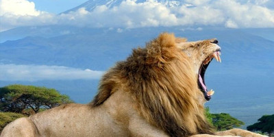 3 days affordable shared safari from zanzibar - Photo 3
