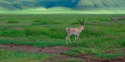 6 days tanzania camping budget safari tarangire, serengeti ,ngorongoro n.p & manyara, - Photo 15