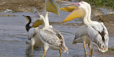 15 days birding safari - Photo 11