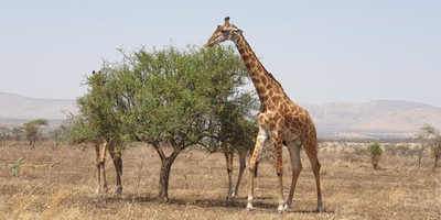 5 days tanzania private safari - Photo 4