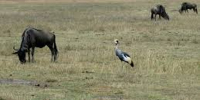 5 days kenya camping safari package - Photo 3