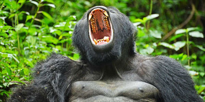 Gorilla trekking safari - Photo 1
