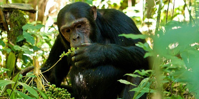 5 days gorilla and chimpanzee trekking wildlife safari in uganda - Photo 5