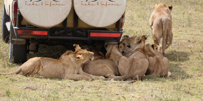 4 days tanzania adventure safari - Photo 1