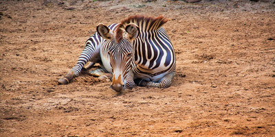 Tanzania safari day trip - Photo 4