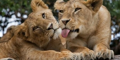 2 days tanzania budget group joining/sharing safari burigi chato safaris co ltd - Photo 1