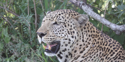 3days masai mara 4x4 jeep private safari - Photo 2