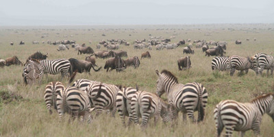 Kenya budget camping safari adventure - Photo 2
