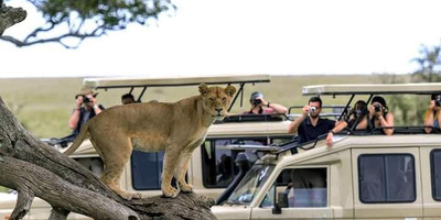 Majestic masai mara: 4-day big five safari in a 4x4 jeep - Photo 8