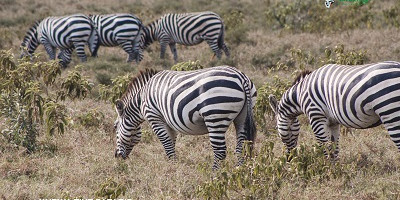 3 days breathtaking tour to lake mburo national park - Photo 1