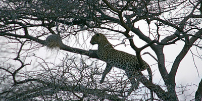 Classic safaris kenya - Photo 1
