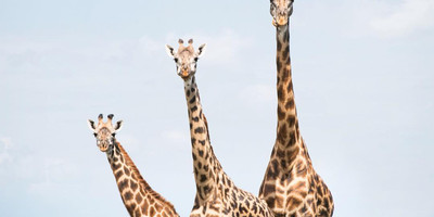6 days tanzania northern circuit safari - Photo 2