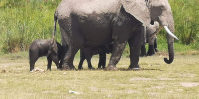 6 days shade of kilimanjaro in kenya - Photo 2