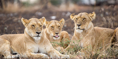 10 DAYS SERENGETI TENTED CAMPS SAFARI - Photo 5