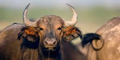 7 days safari to rwanda - Photo 2