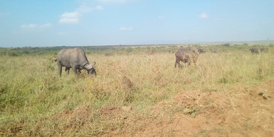 Marvellous 4 days masai mara & lake nakuru trip - Photo 4