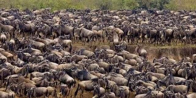 3 days masai mara game viewing - Photo 1