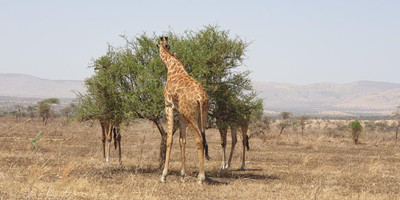 5 days tanzania private safari - Photo 5