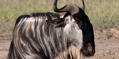 3 days maasai mara fly-in package - Photo 2