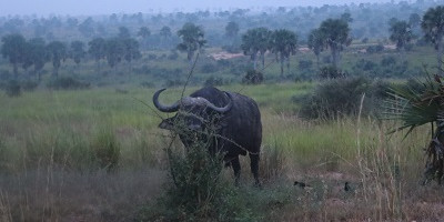 5 day vacation in murchison falls national park, and queen elizabeth national park - Photo 3