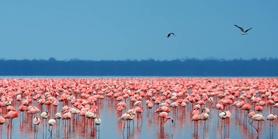8 days masai mara lake nakuru budget camping safari holiday - Photo 4